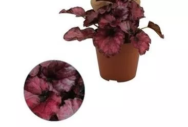 Бегония Рекс Ред Булл d8 h15 