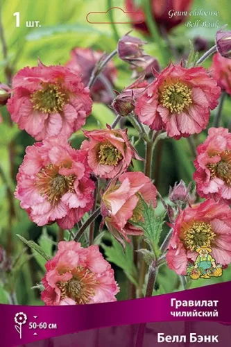 Кореневище Гравилат чилийский Белл Бэнк 1шт Поиск 