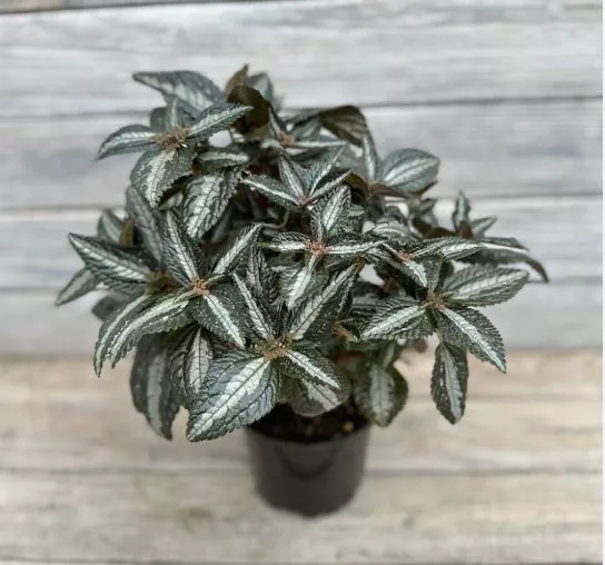 Пилея опушенная d12 ХР 