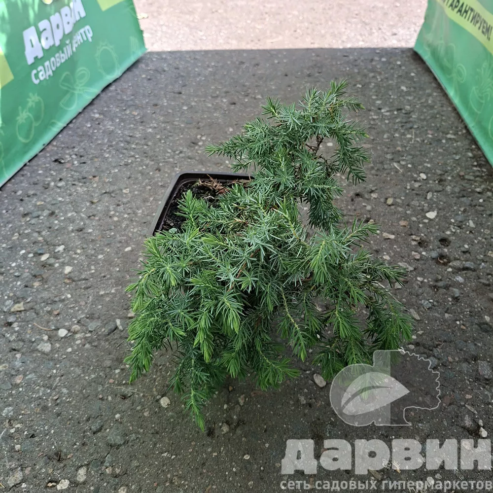 Можжевельник прибрежный Шлагер v2 Lav 