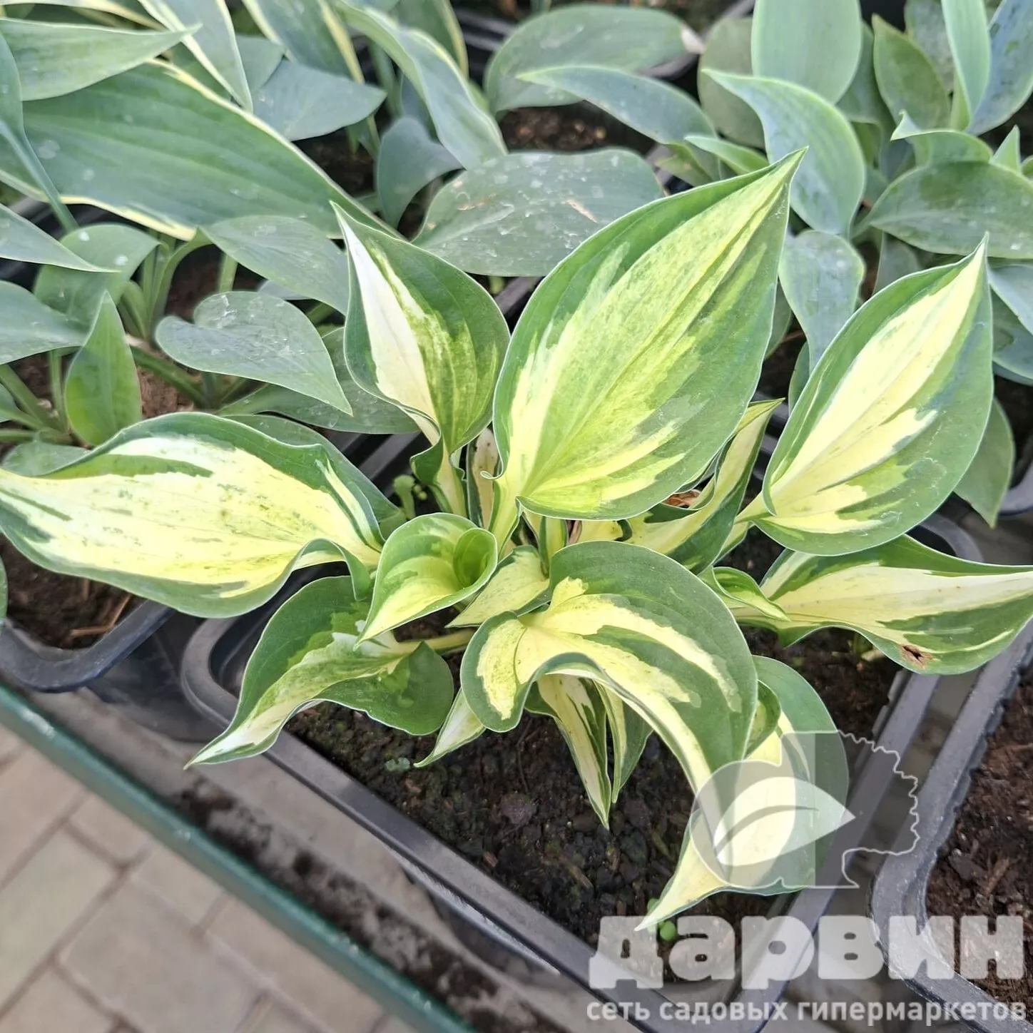 Хоста Файр энд Айс v2 Tim 