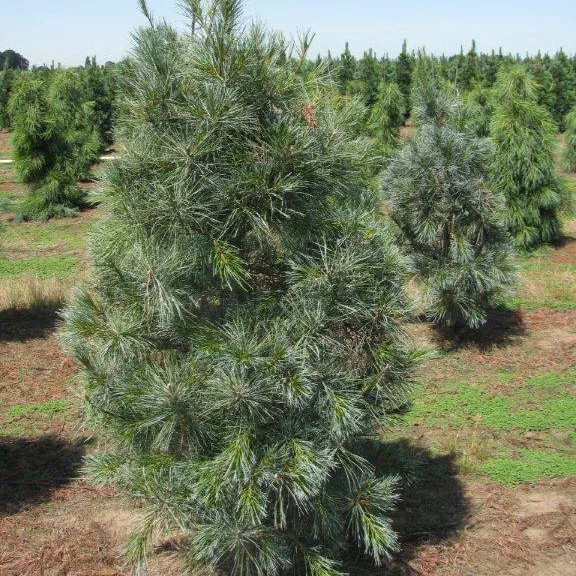 Растение сосна веймутова Стове пиллар С10/100-125 