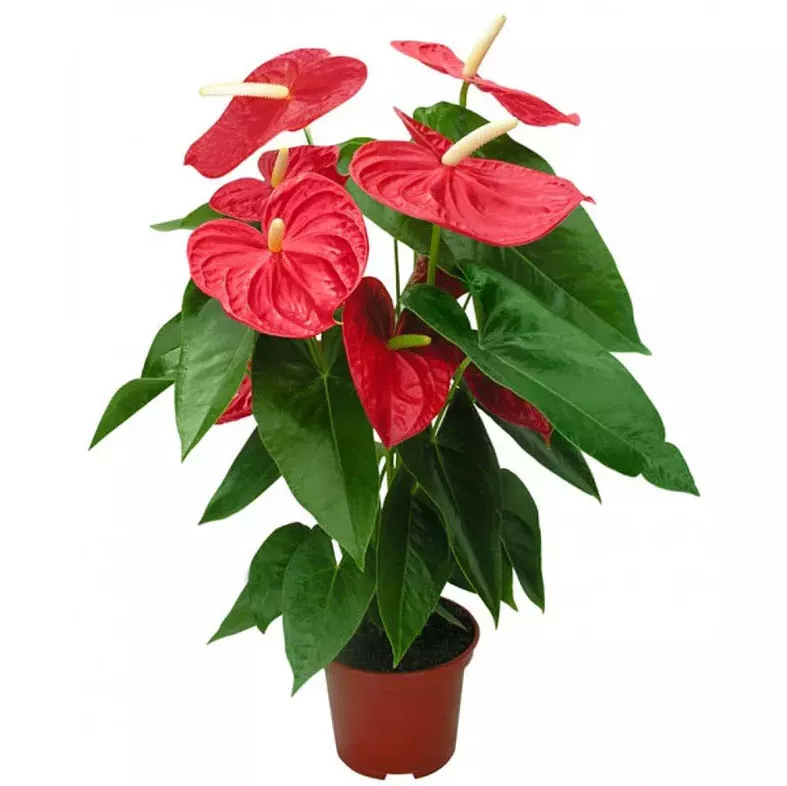 Антуриум Андреанум Джамбо Ред d9 h30 