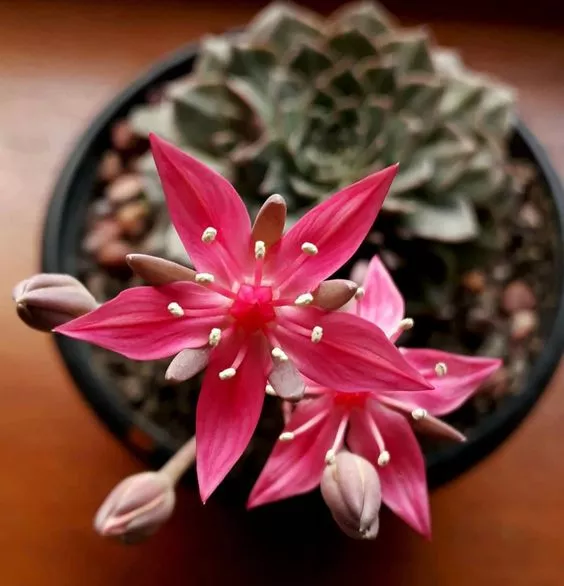 Граптопеталум Беллум d7 h8 