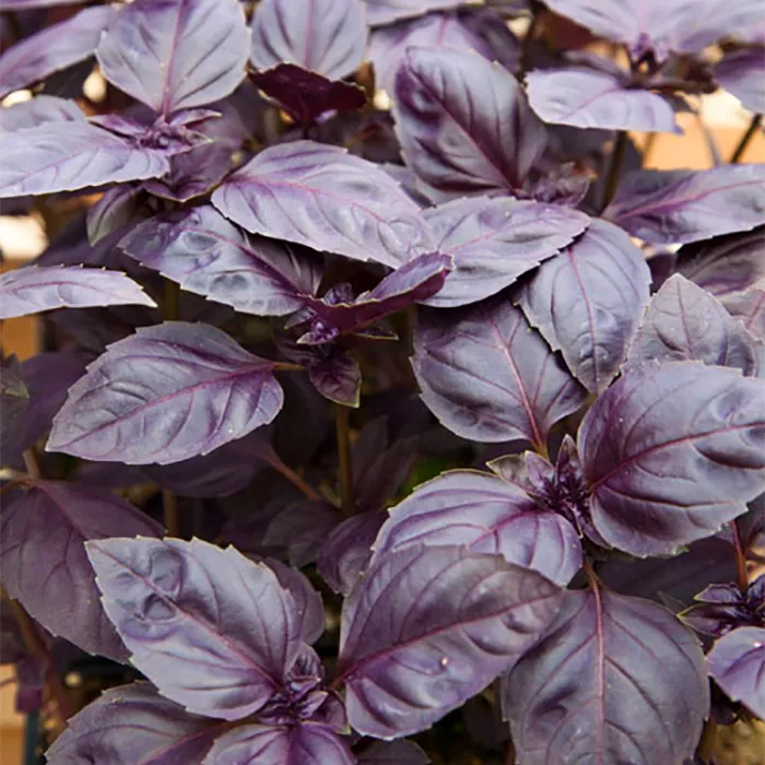 Базилик Ред Рубин К6 Tim 