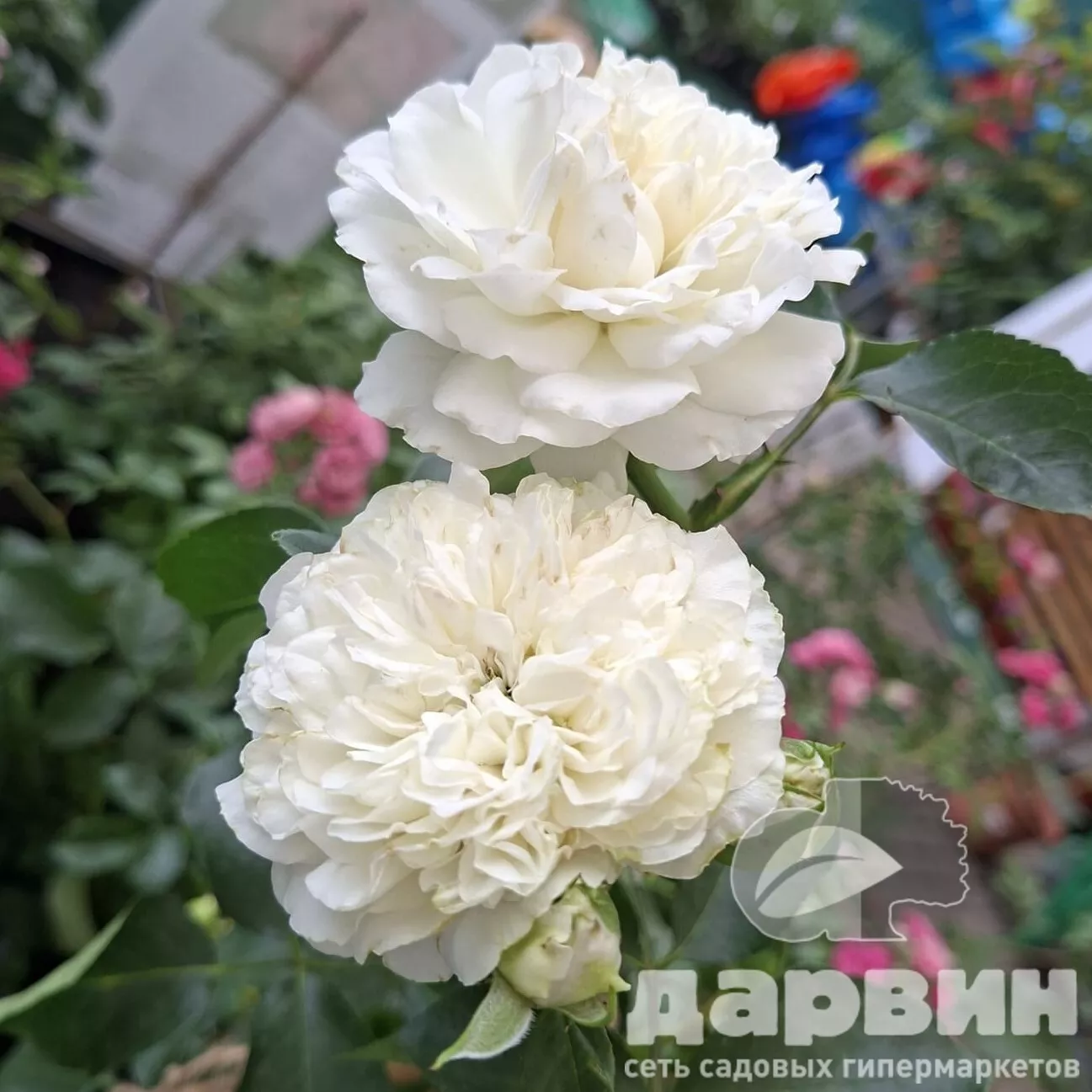 Роза почвопокровная Бланк Майяндекор v5 Lav 