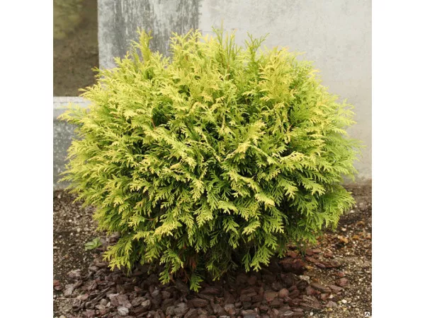 Туя западная Голдперль 120-140 Bor 