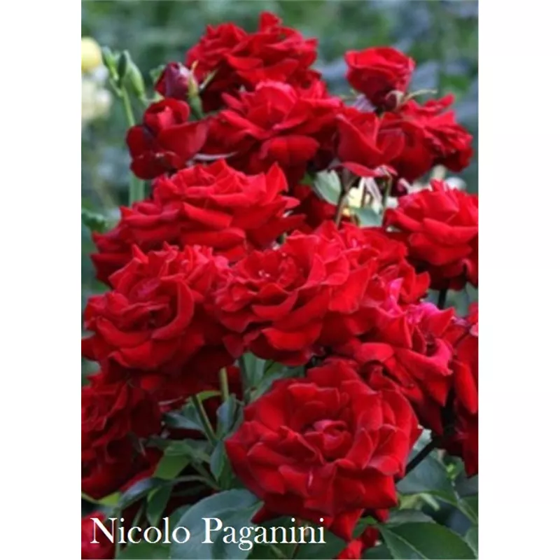 Роза флорибунда Николло Паганини  в коробке AV 
