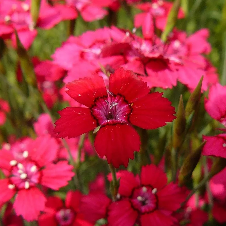 Гвоздика травянка Бриллиант v2 Tim 