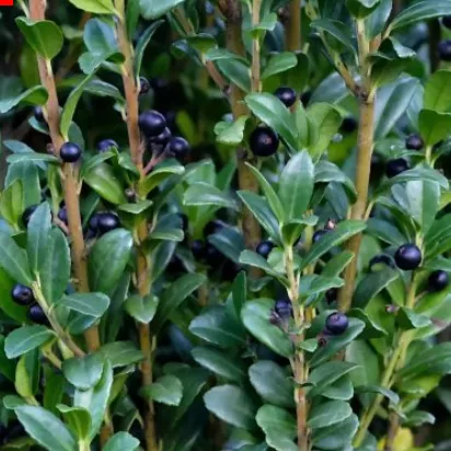 Падуб городчатый Фастигиата v2 Lav 