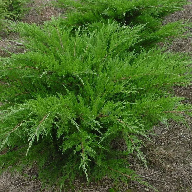 Можжевельник средний Минт джулеп v5 40-60 