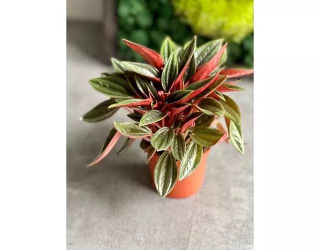 Пеперомия Россо d7 h10 