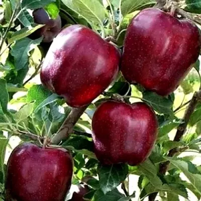 Яблоня Ред чиф v7 100-140 Lav 