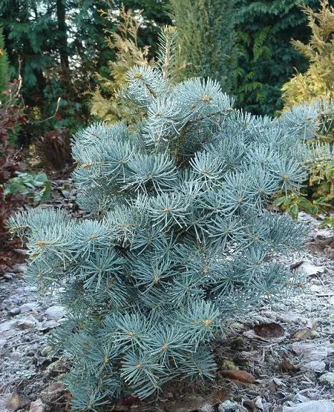 Пихта одноцветная Компакта 30-40 cm Mt 