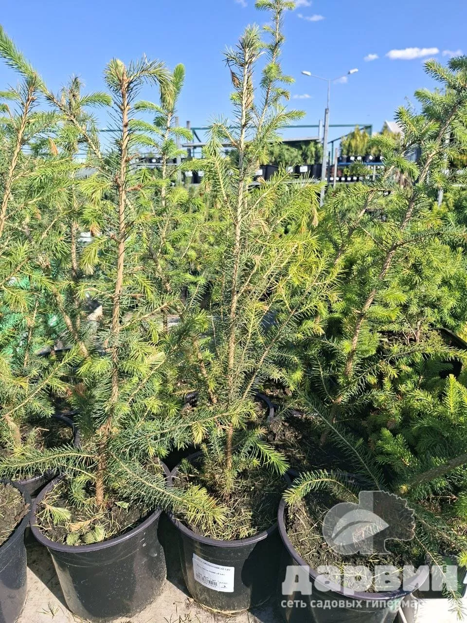 Ель ситхинская v2 Lav 