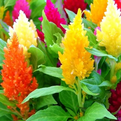 Целозия метельчатая в ассортименте Е6 ЕТК 