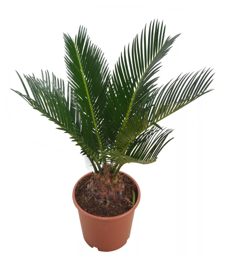 Цикас Революта d12 h45 