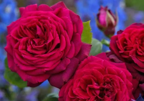 Роза чайно-гибридная Графиня Диана v5 Lav 