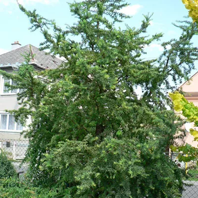 Растение лиственница кемпфера Диана C5-10 40-50 cm Tim-Sh-Mt 