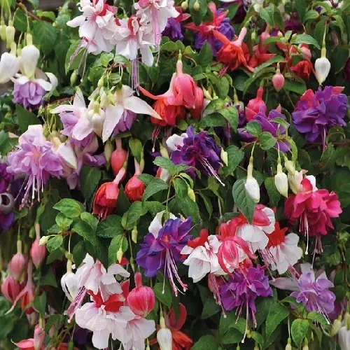 Фуксия ампельная смесь D23 ПВ 