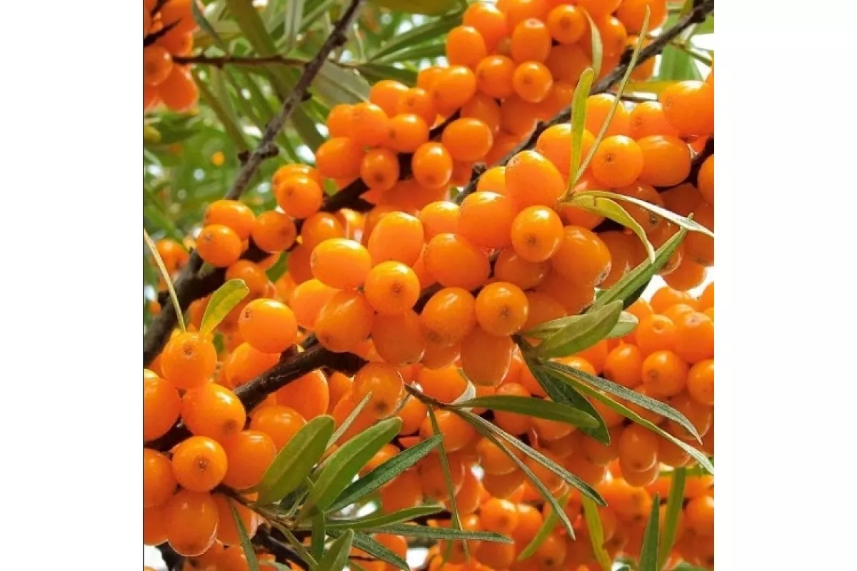 Облепиха Джемовая в коробке ЦО 