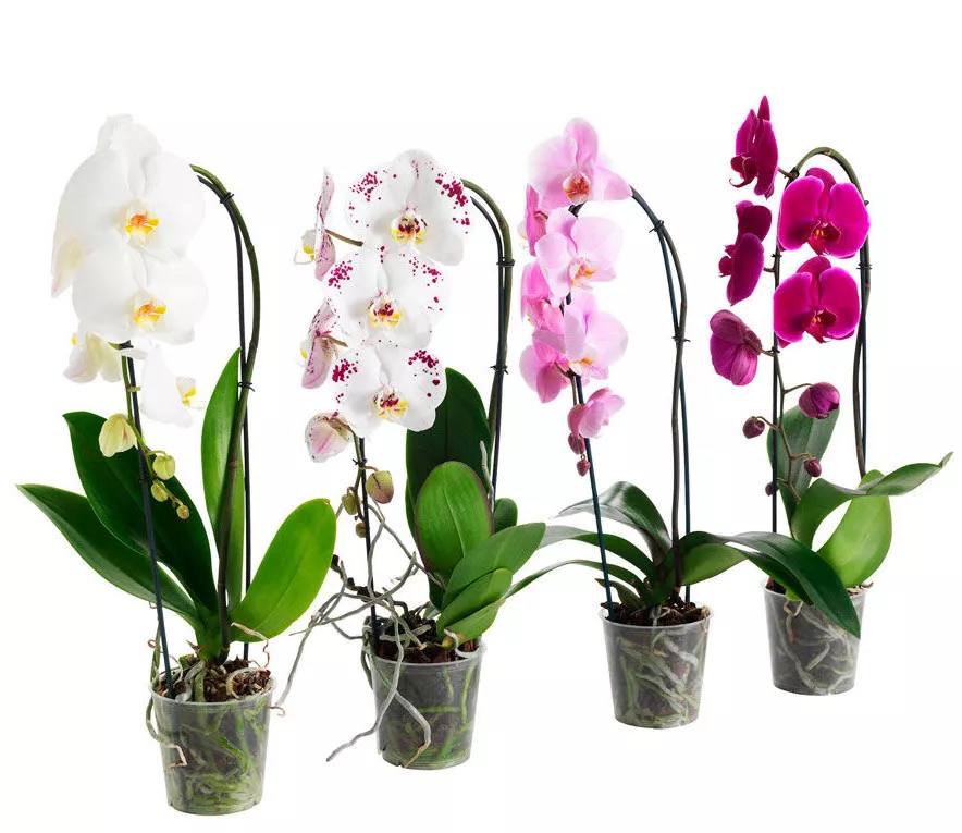 Фаленопсис 1 ств d12 ХР 