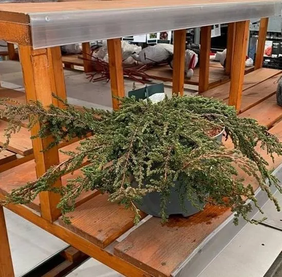 Можжевельник обыкновенный Ристоль v7,5 30-40 Tw 