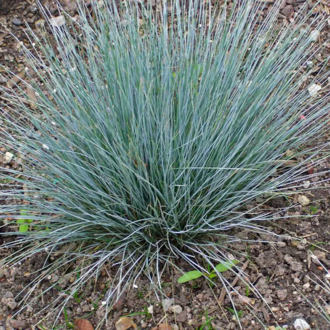 Овсяница Р9 ЕГ 