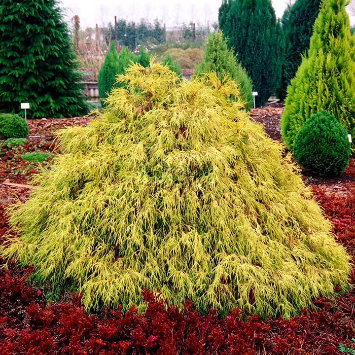 Кипарисовик горохоплодный Филифера Аурея v7,5 