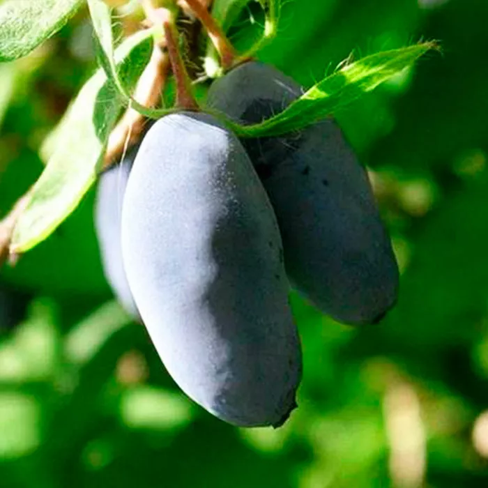 Жимолость плодовая Маша v2-3 