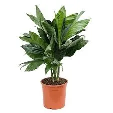 Хамедорея Металлика d21 h60 