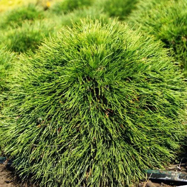 Растение сосна горная Варелла 40/50, C25 Ks 