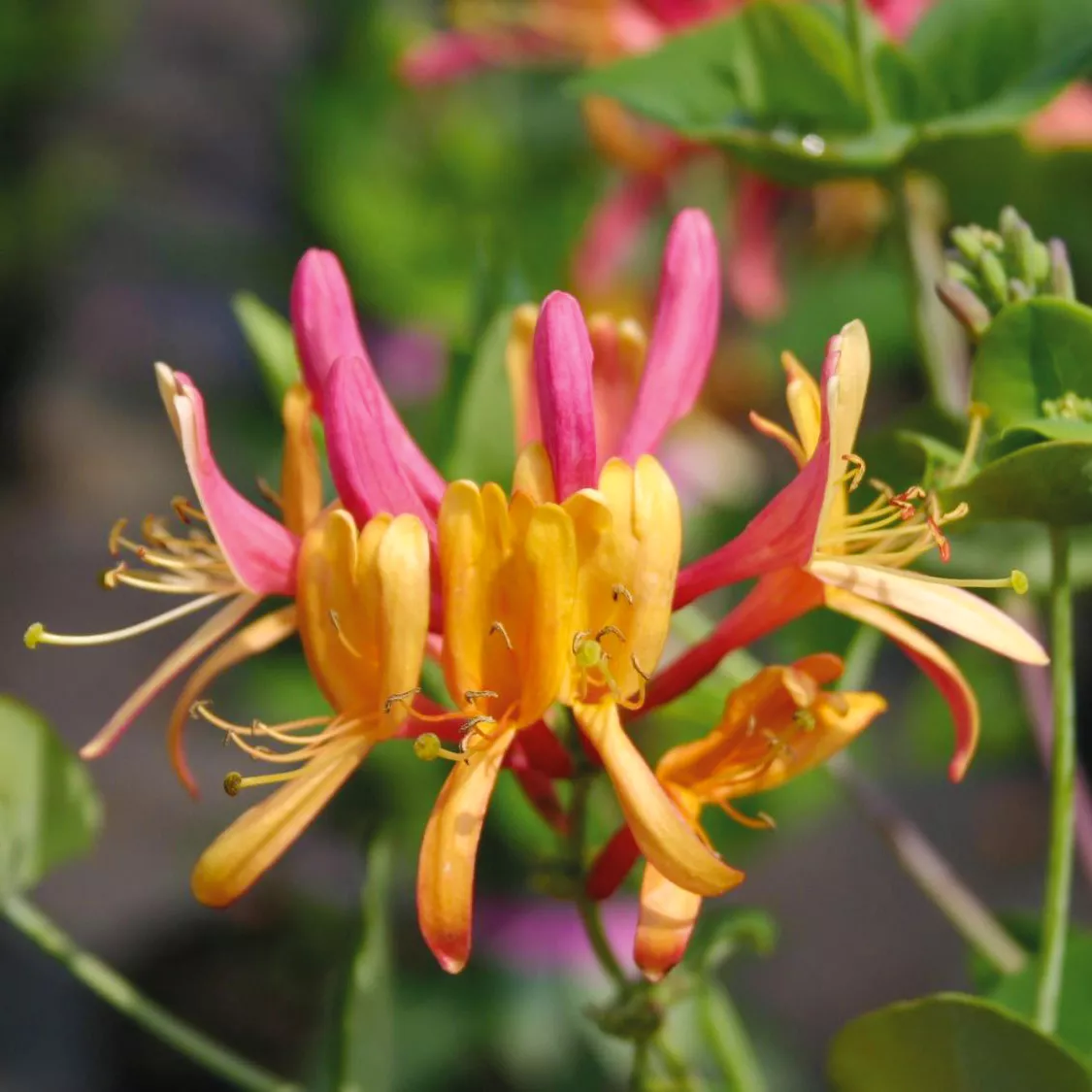 Жимолость гекрота Голдфлейм р9 