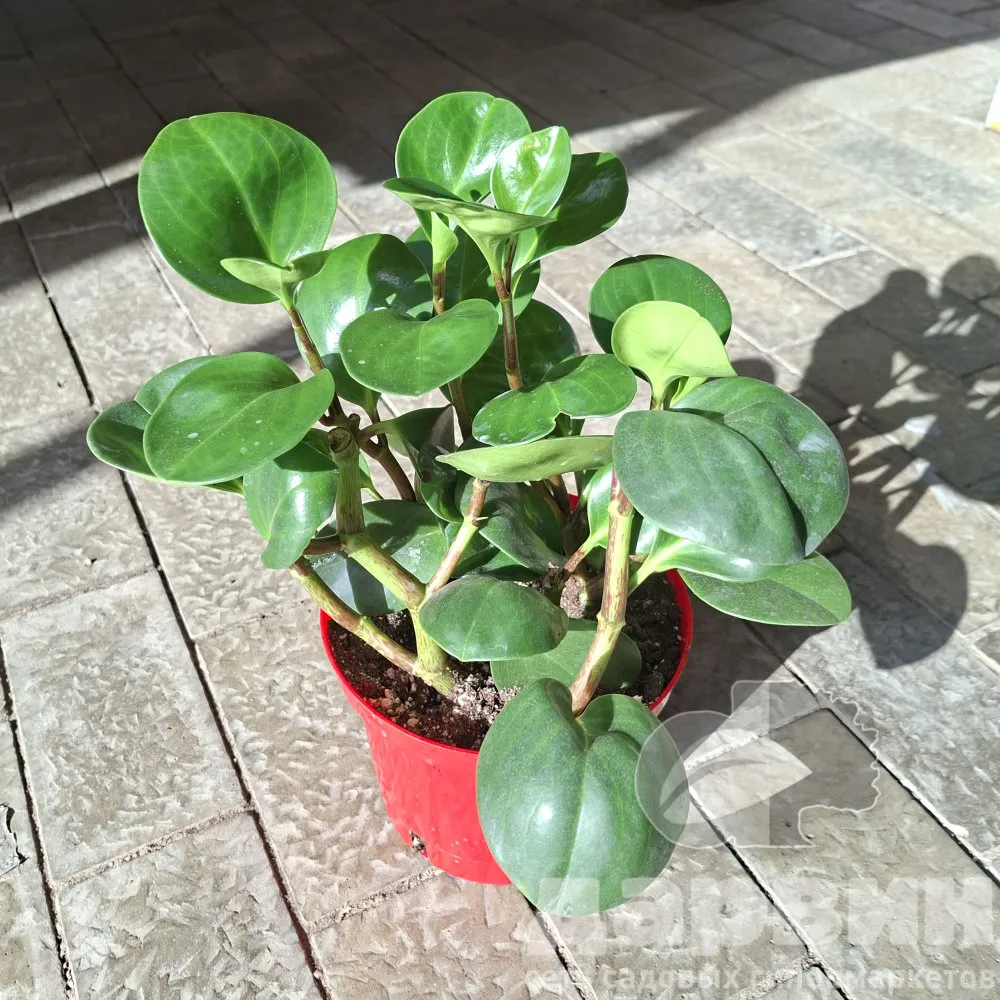 Пеперомия туполистная d17 Tim 