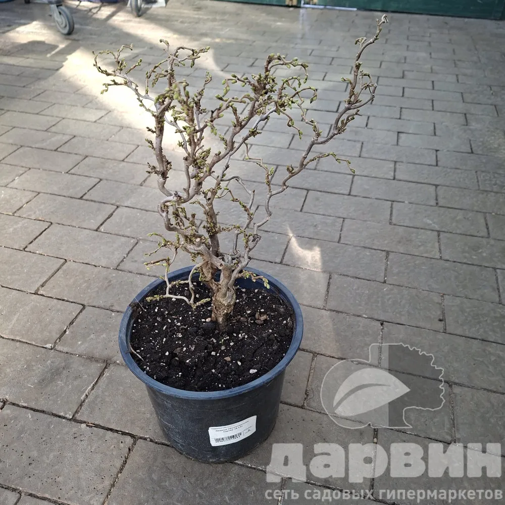 Лещина обыкновенная Скутер v5 Lav 