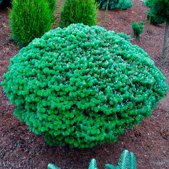 Растение пихта корейская Кристалкугель С5, 20-25см 