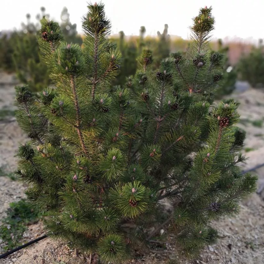 Сосна горная Мампитз C15 25-30 CM TW 