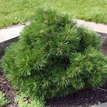 Сосна горная Гном v3 20-30 