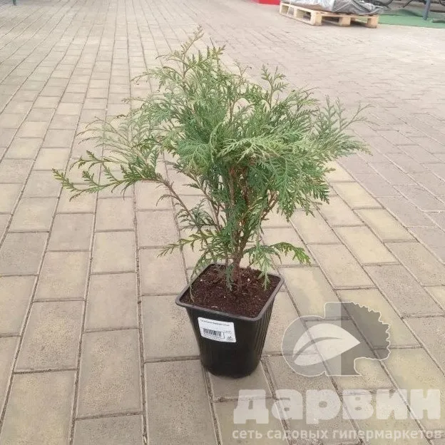 Туя западная Вудварди v2 Lav 