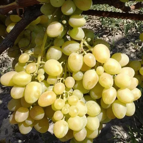 Аркадия Виноград