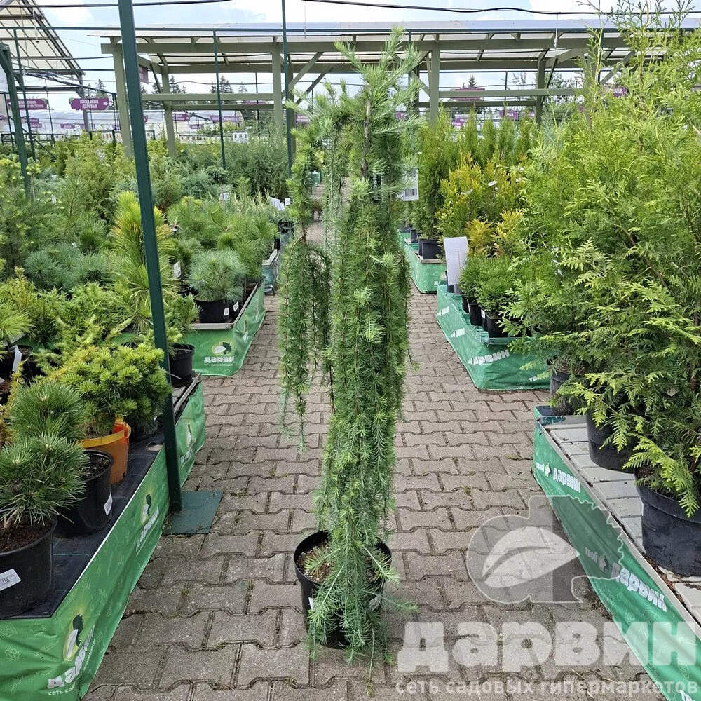 Лиственница кемпфера Стифф Випер на штамбе C15 h120 см YP 