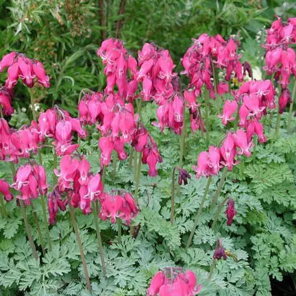 Дицентра v3 Push 