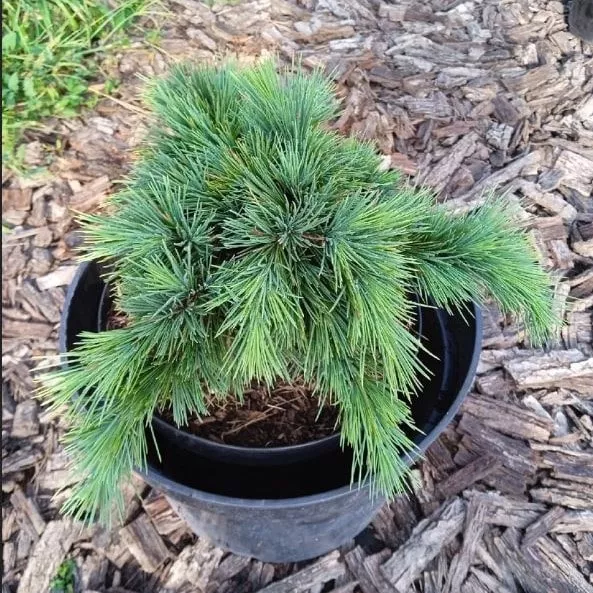 Кедр ливанский Хеджхог v5 h25-30 Lav 