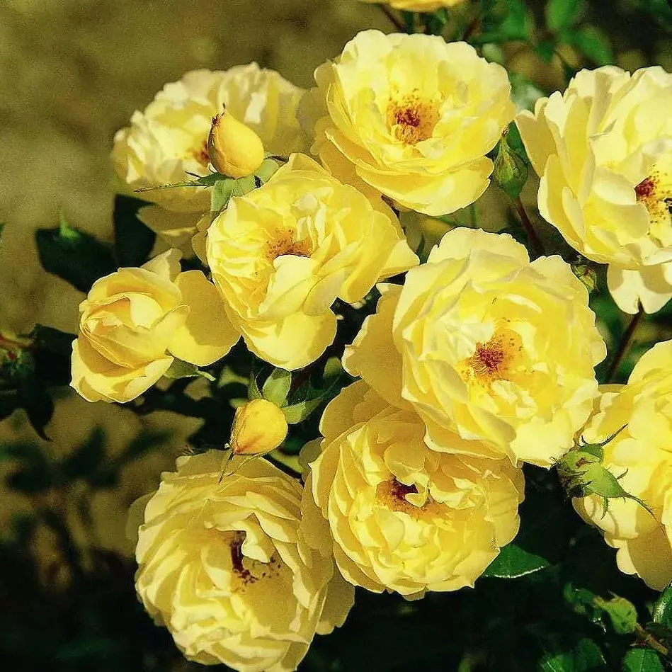 Роза почвопокровная Зоненширм v5 Lav 