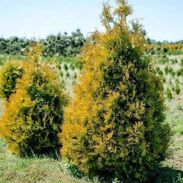 Туя западная Санкист v20 140-160 