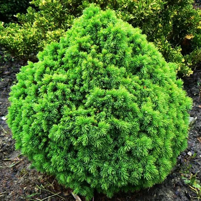 Ель канадская Alberta Globe 25/30, C8 Ks 