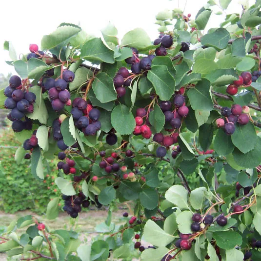 Ирга ольхолистная Нортлайн, v2 CL 