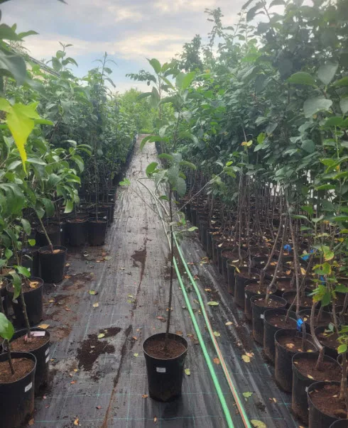 Яблоня С7 ЕГ 