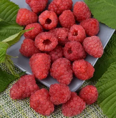 Малина Гордость России С2 ЦО 