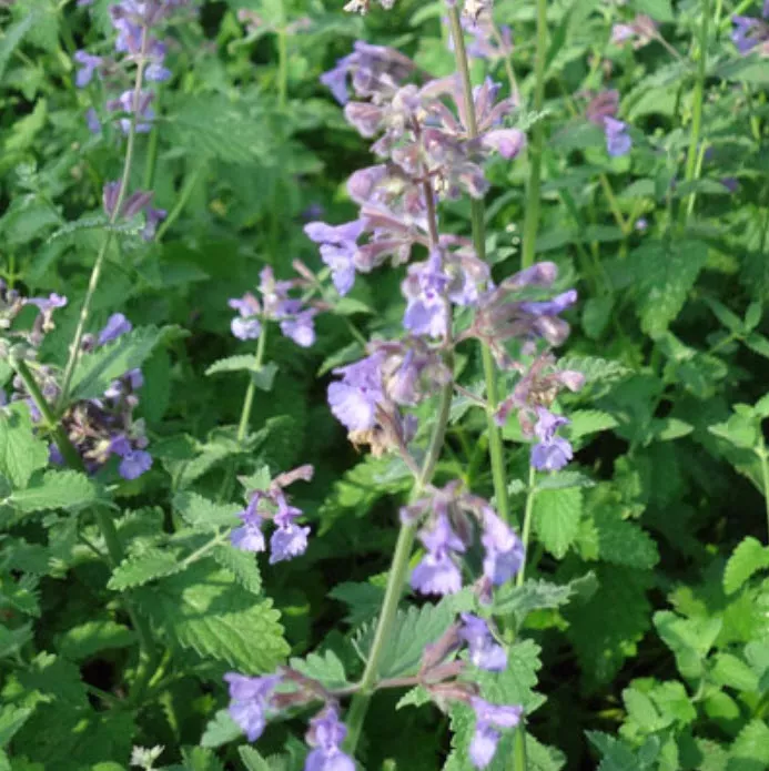 Корневище Котовник Фассена Волкез Лоу 1шт. Поиск 